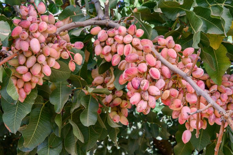 Akbari Pistachio