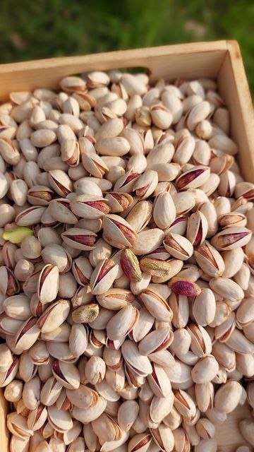 Ahmad Aghaei Pistachio