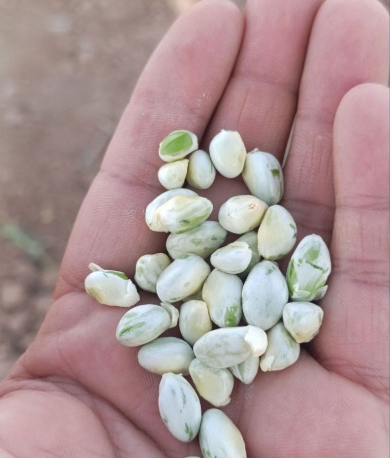 Green Peeled Pistachio Kernel
