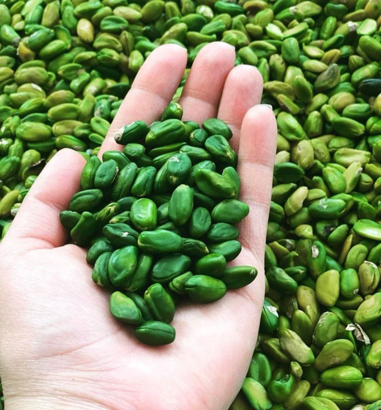 Green Peeled Pistachio Kernel